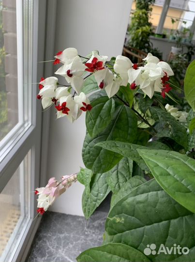 Клеродендрум томпсона бронь