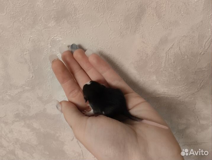 Крыса дамбо