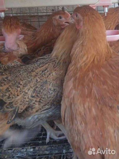 Курочки Кучинские юбилейные 3 мес