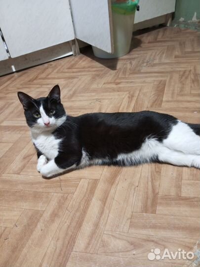 Кот вязка. Крысолов, привитый