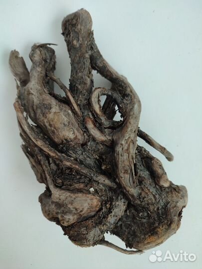 Дрифтвуд извитой многостеблевый