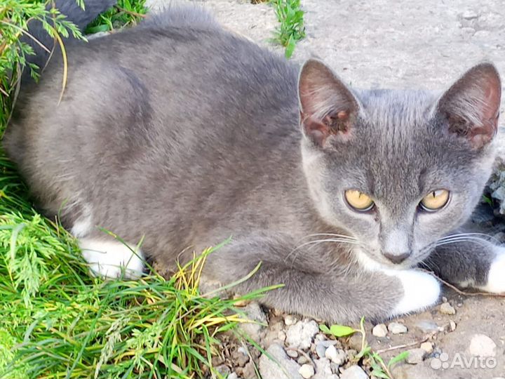 Молодые котики в добрые руки