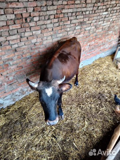 Первотелка на мясо