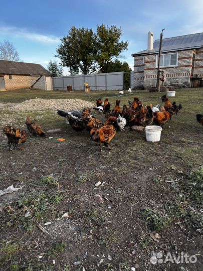 Петушки Павловское золото