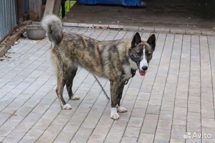 Красотка Элли