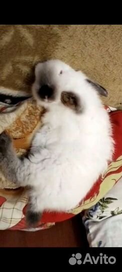 Приют/передержка грызунов