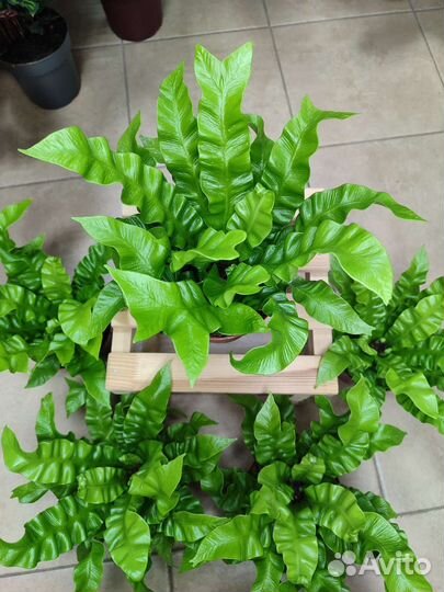 Папоротник асплениум