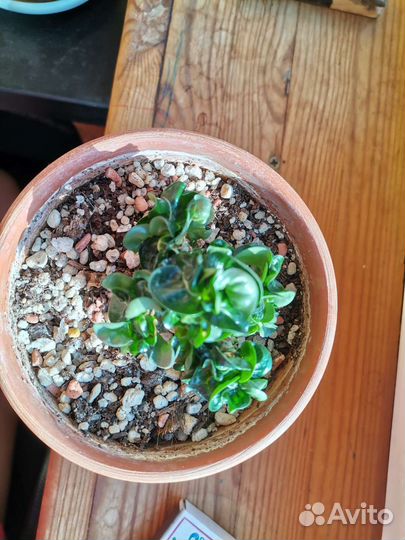 Адениум барашек из махровых семян