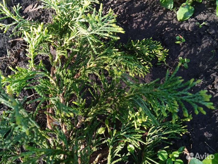 Можжевельник, стелеющийся