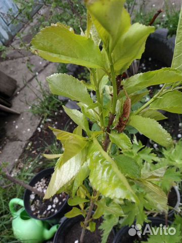 Вишня, малина, шиповник, смородина, облепиха