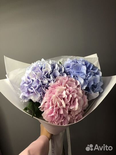 Гортензии Гортензия