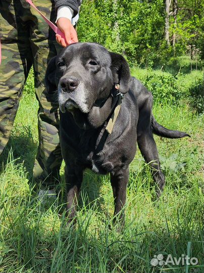Лабрадор Фреда в добрые руки