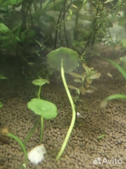 Аквариумные растения и рыбы