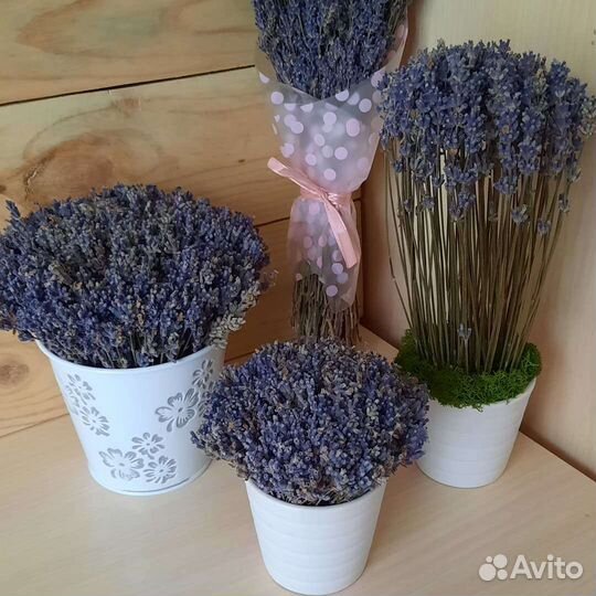 Композиции и букеты из лаванды