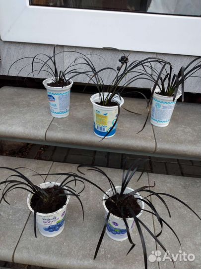 Офиопогон Японский