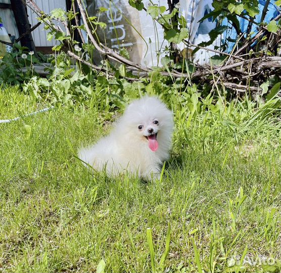 Шпиц померанский девочка микро размера