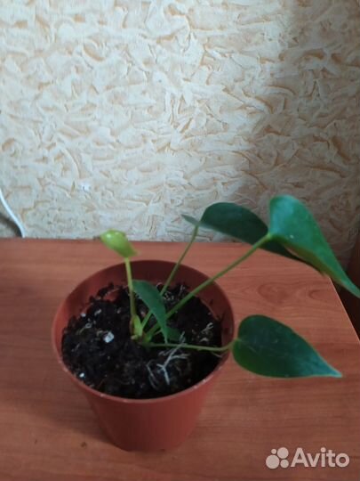 Антуриум(модурал)