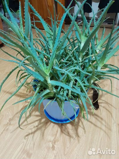 Многолетнее алоэ