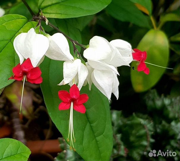 Клеродендрум томпсон