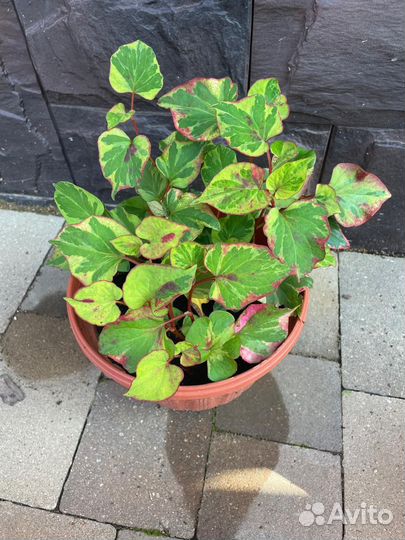 Хауттюйния