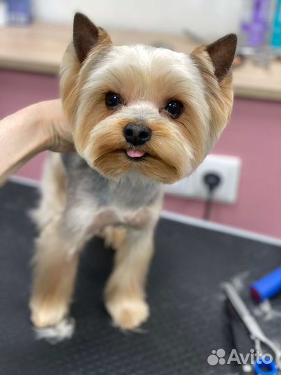 Стрижка собак и кошек