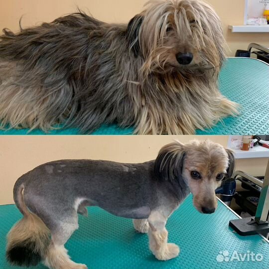 Зоосалон Хвостатый модник