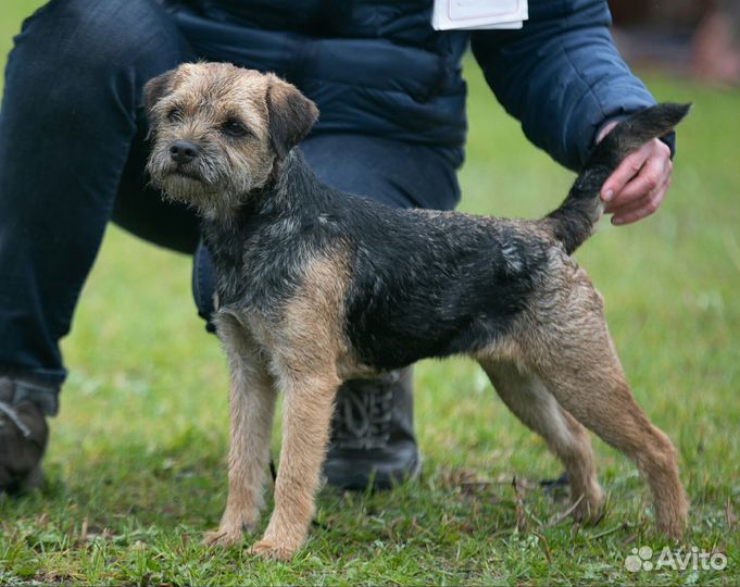 Щенки бордер терьера
