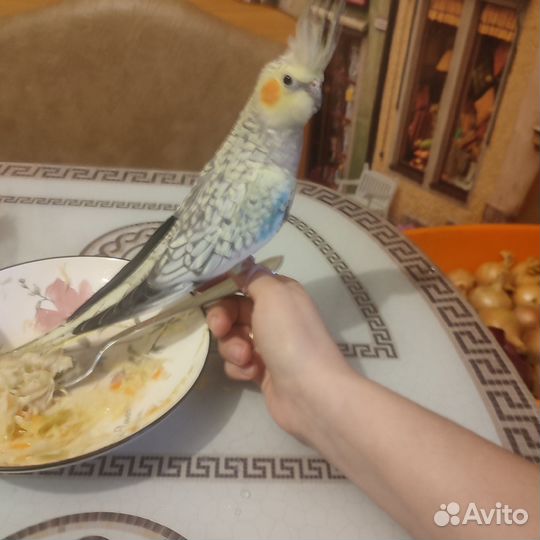 Попугай Корелла