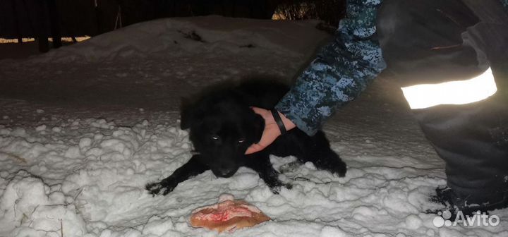 Щенки бесплатно в добрые руки