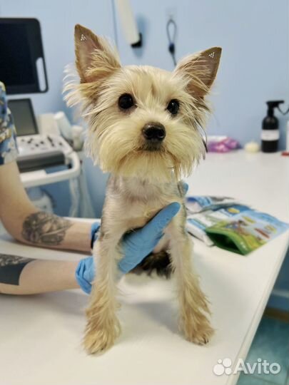 Стерилизация кошки или собаки