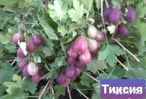 Крыжовник Пакс, Ксения, Гранд,Орфей, Тиксия