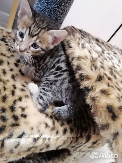 Бенгальские котята