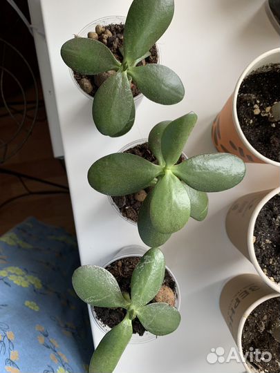 Алоказия кактусы и другие комнатные растения цветы