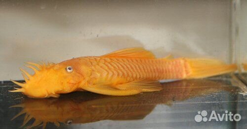 Анциструс L144