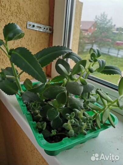 Каланхоэ, суккуленты