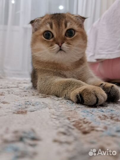Шотландец вислоухий кот ищет кошечку для свиданий