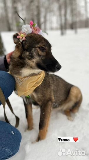 Собака из приюта