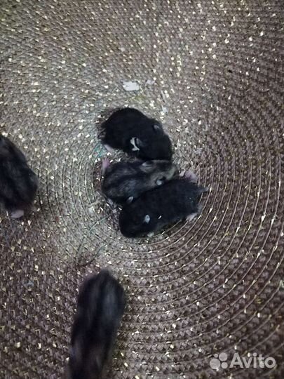 Джунгарские хомяки