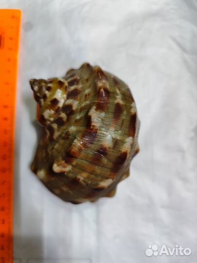 Турбо мармората, редкая форма цвета