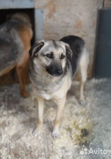 Скромная молодая Октавия ждет хозяйку