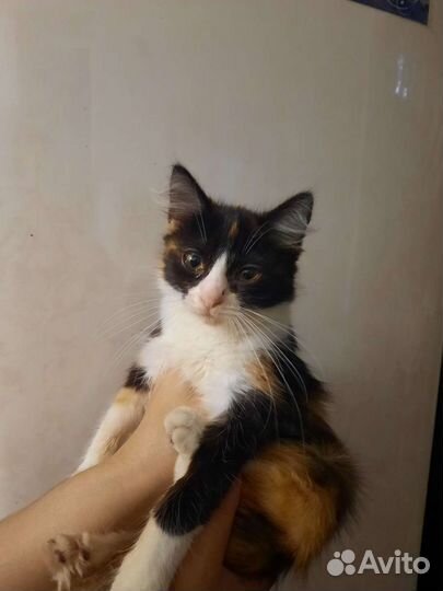 Подарю котят