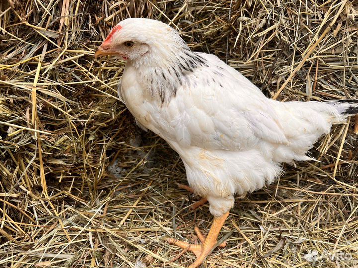 Kуpы нeсушки молодки