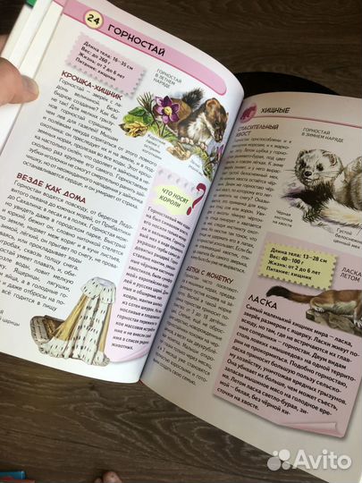 Животные наших лесов - Ю.К.Школьник