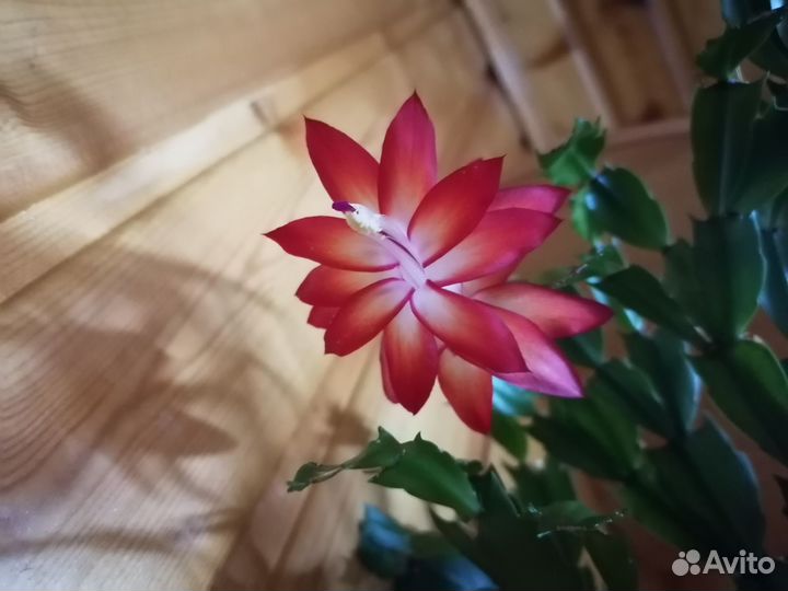 Сортовые декабристы