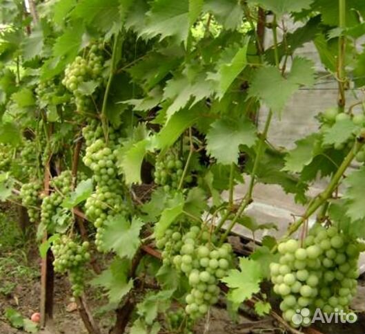 Виноград Дружба черенки с корнями