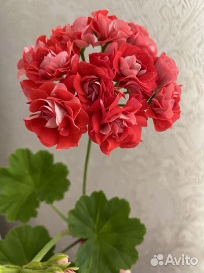 Пеларгония герань сортовая