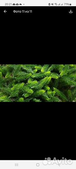 Лапки ели на доставке