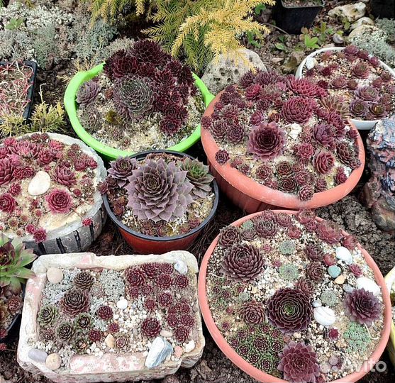 Молодило набором