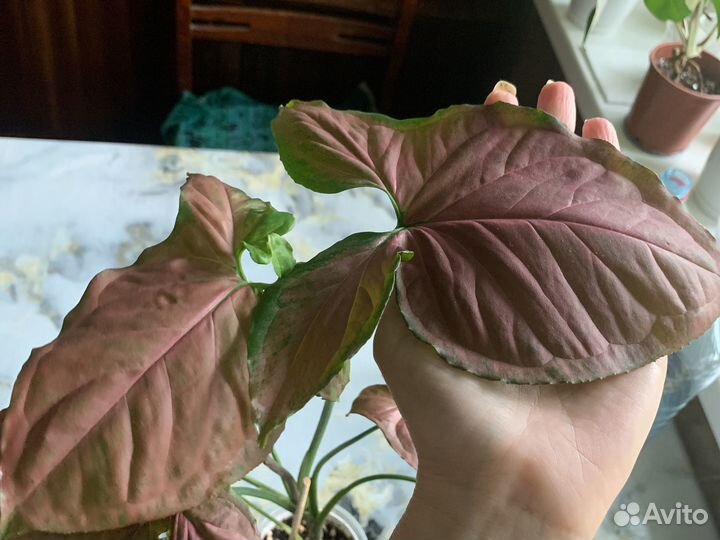 Сингониум ред стразбери