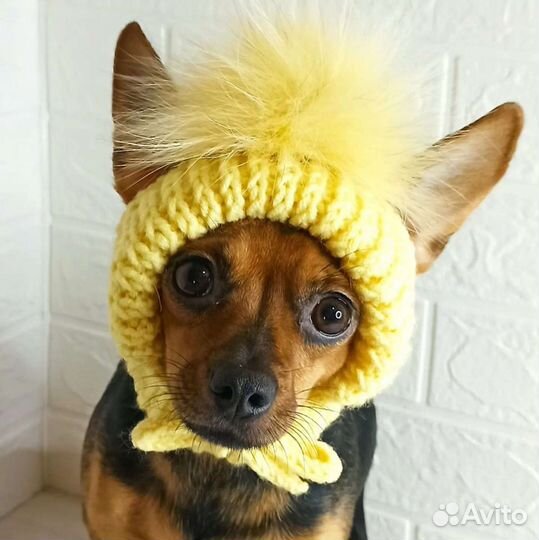 Шапка для собаки